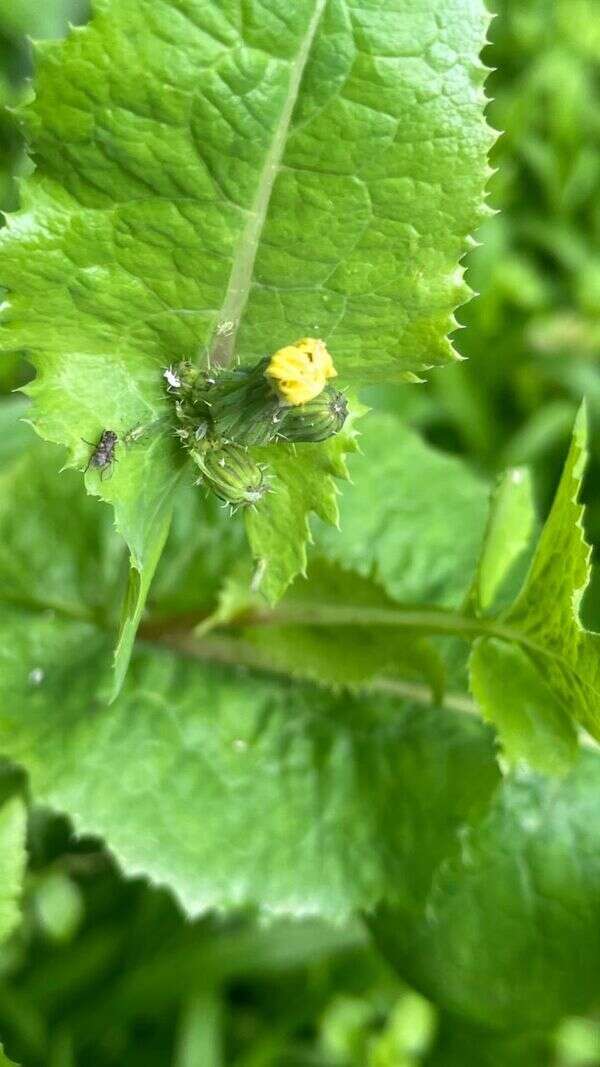 Sowthistle - Weedopedia - additional view